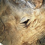 Topographie du Rhino-Tete. טופוגרפיה של ראש קרנף